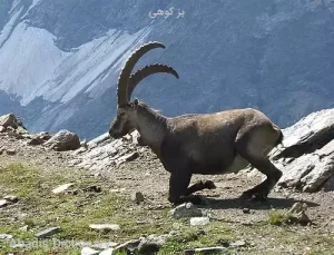 بز کوهی شاهکار صخره نوردی و دیواره نوردی از سطوحی کاملا صاف و عمودی