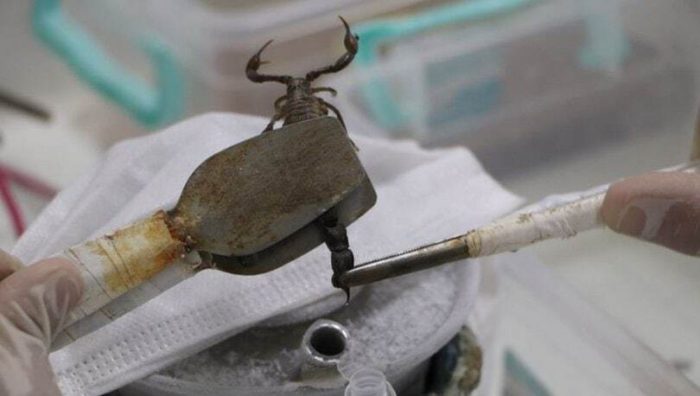 زهر عقرب، لیتری ۱۰ میلیون دلار!