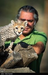 پیروز, نماد یوزپلنگ ایرانی + گزارش تصویری