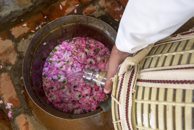 ثبت گل محمدی به‌نام عربستان»؟