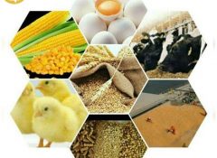 قیمت گذاری دستوری فروش نهاده های دامی را حذف کنید