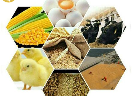 قیمت گذاری دستوری فروش نهاده های دامی را حذف کنید