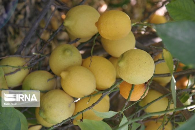 ویتامین C نجات بخش ریه‌ها در برابر آلودگی هوا/افراد بالای ۱۲ سال ویتامین D مصرف کنند