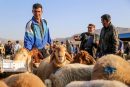 عرضه دام در میدان شهرداری برای ذبح در عید قربان