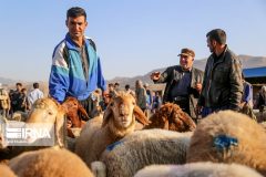 عرضه دام در میدان شهرداری برای ذبح در عید قربان