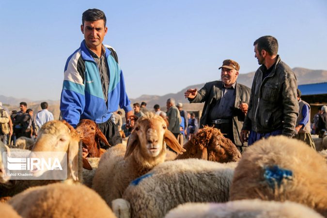 عرضه دام در میدان شهرداری برای ذبح در عید قربان