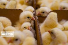 کاهش قیمت جوجه یکروزه/ فروش گوشت مرغ با قیمت‌های مصوب