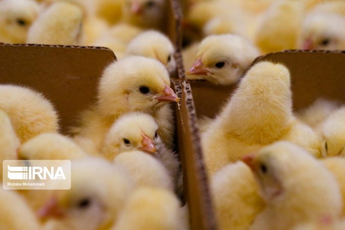 کاهش قیمت جوجه یکروزه/ فروش گوشت مرغ با قیمت‌های مصوب