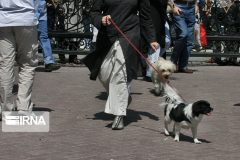 هزینه ماهیانه نگهداری سگ‌ها برابر هزینه تحصیل ۱۴ دانش‌آموز