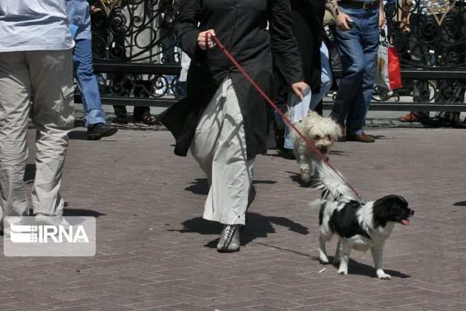 هزینه ماهیانه نگهداری سگ‌ها برابر هزینه تحصیل ۱۴ دانش‌آموز