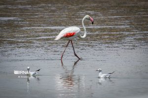 تالاب سئیران گولی میزبان ۱۰ هزار فلامینگو