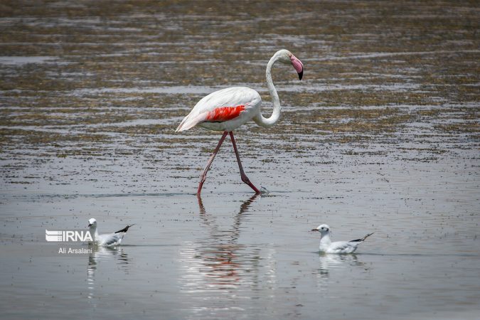 تالاب سئیران گولی میزبان ۱۰ هزار فلامینگو