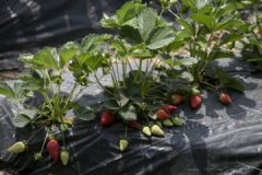 پروانه های کشاورزی از درگاه ملی مجوزها صادر خواهد شد