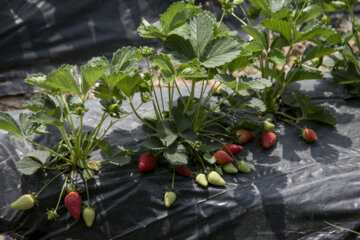 پروانه های کشاورزی از درگاه ملی مجوزها صادر خواهد شد