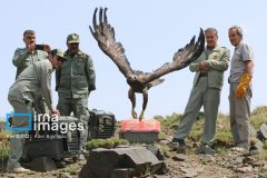 بازگشت پرندگان شکاری‌ به آسمان الوند