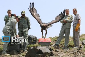 بازگشت پرندگان شکاری‌ به آسمان الوند