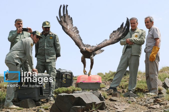 بازگشت پرندگان شکاری‌ به آسمان الوند