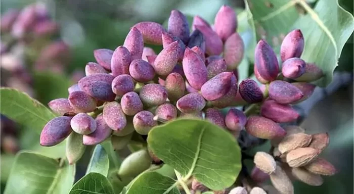 سود طلای سبز دامغان در جیب دلالان
