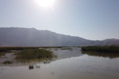 تالاب گندمان؛ تالابی که نجات یافت