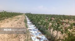 انجام مالچ پاشی  در باغات پسته امیر آباد دامغان