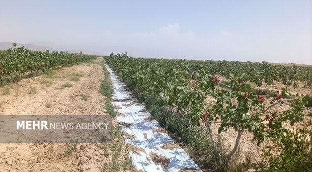 انجام مالچ پاشی  در باغات پسته امیر آباد دامغان