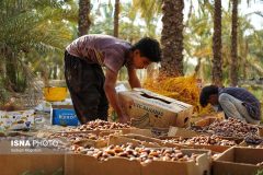 یخ‌زدگی صادرات خرما در سردخانه‌ها!