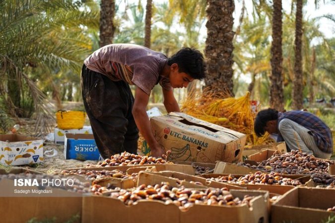 یخ‌زدگی صادرات خرما در سردخانه‌ها!