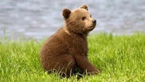خرس گمشده، خطرناک نیست اما در خطر است!
