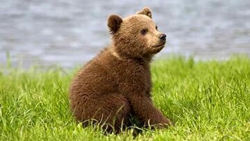 خرس گمشده، خطرناک نیست اما در خطر است!
