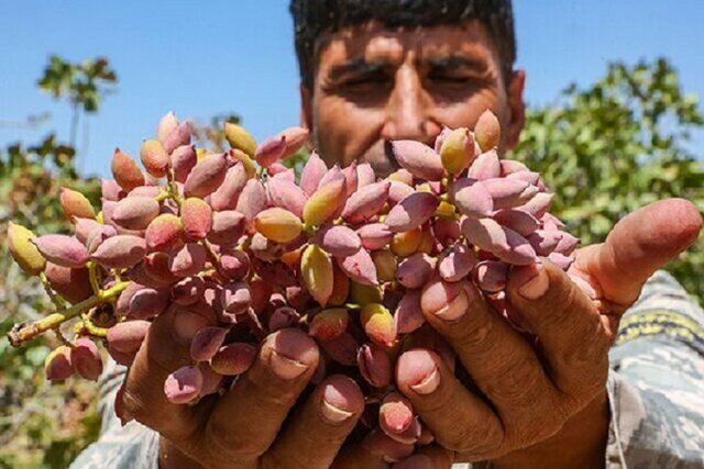 طلای سبز امسال به روی کشاورزان خراسان شمالی لبخند می‌زند؟