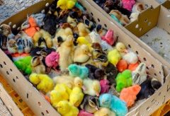 عید نوروز و جوجه‌های رنگی‌ و زیبا اما خطرناک!