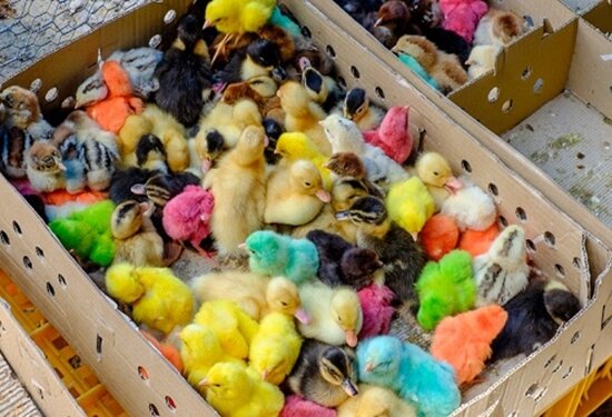 عید نوروز و جوجه‌های رنگی‌ و زیبا اما خطرناک!