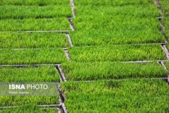 کاهش قیمت برنج تا دو هفته آینده 