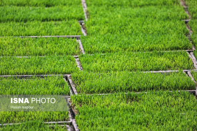 کاهش قیمت برنج تا دو هفته آینده 