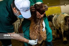 فعالیت فروش دام در سازمان میادین به منظور عرضه بهداشتی