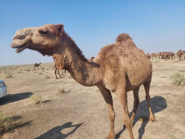 شتر تک‌کوهانه صمانه بهترین الگو برای پرورش در دهلران