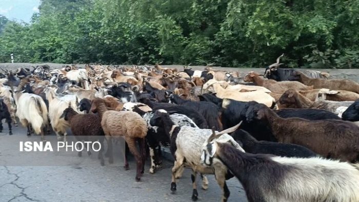 پرداخت ۱۰۰ درصدی غرامت دامداران و تولیدکنندگان طیور و آبزیان در استان سمنان