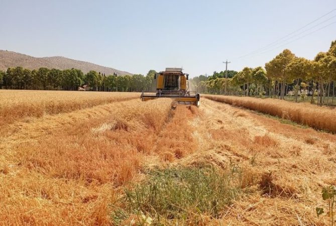۹۰ روز گذشت، قیمت خرید تضمینی گندم مشخص نشد/ نرخ پیشنهادی چند؟