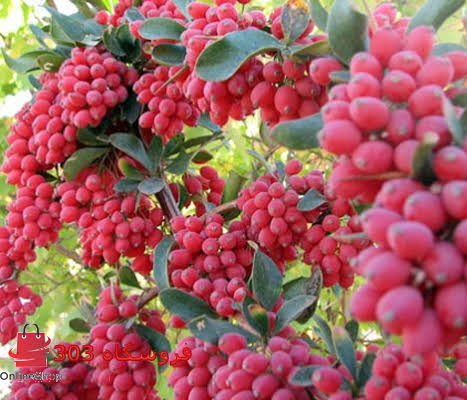 ۴۰ تن زرشک در انتظار خریدار و فرآوری