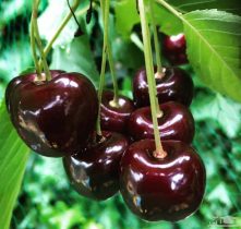 دیابتی‌ها می‌توانند گیلاس بخورند؟