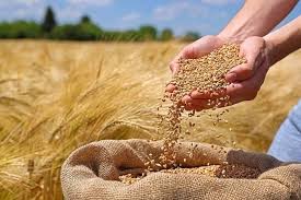 خرید تضمینی گندم از یک میلیون تن گذشت