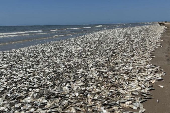 تلف‌ شدن صدها هزار ماهی‌ در ساحل خلیج تگزاس در آمریکا