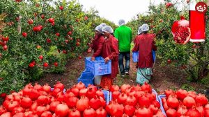 برداشت ۸۰۰۰ تن انار از باغات شهرستان خاش