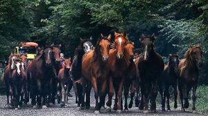 ویدیو/ «اسب‌ها، اسب‌ها از کنار یکدیگر» در جاده سیاهکل به دیلمان